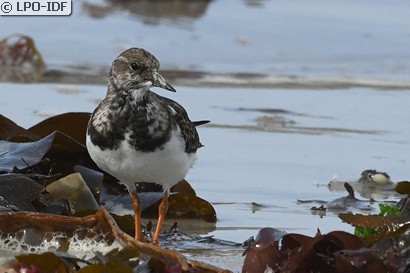 Tournepierre à collier