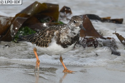 Tournepierre à collier