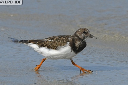 Tournepierre à collier