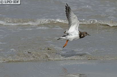 Tournepierre à collier