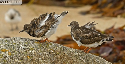 Tournepierre à collier