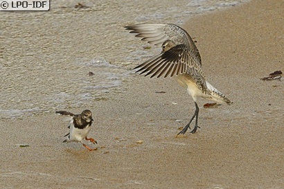 Tournepierre à collier