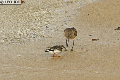 Tournepierre à collier