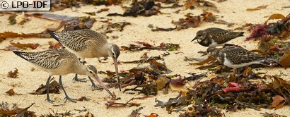 Tournepierre à collier