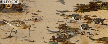 Tournepierre à collier