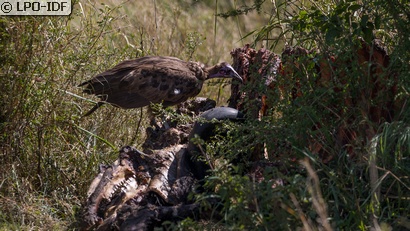 Vautour charognard