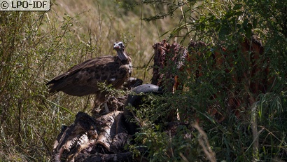 Vautour charognard