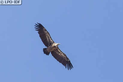 Vautour de Rüppell