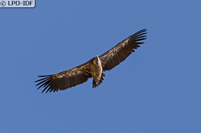 Vautour de Rüppell