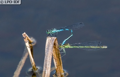 Agrion à fer de lance