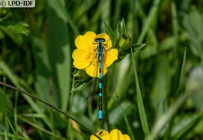 Agrion à fer de lance