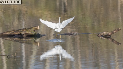 Aigrette garzette