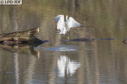 Aigrette garzette