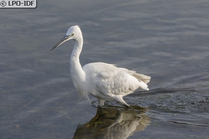 Aigrette garzette