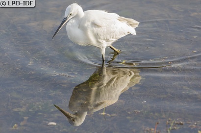 Aigrette garzette
