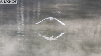Aigrette garzette