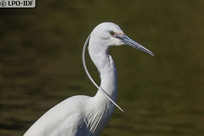 Aigrette garzette