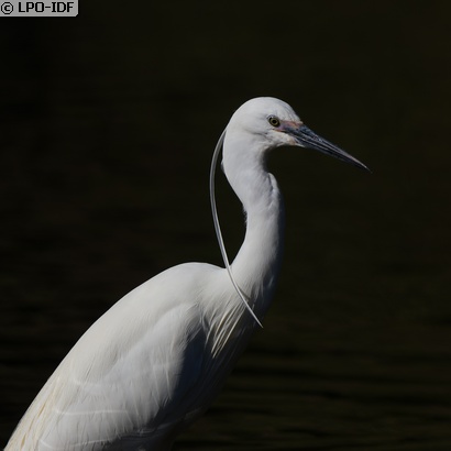 Aigrette garzette