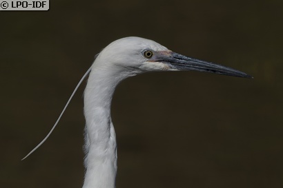 Aigrette garzette