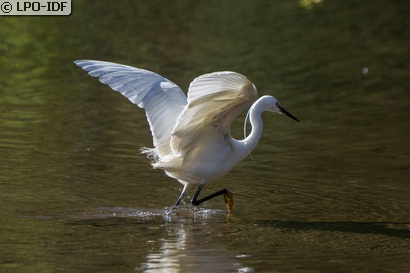 Aigrette garzette