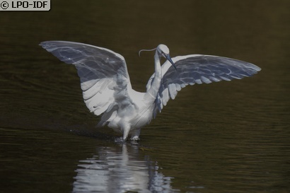 Aigrette garzette