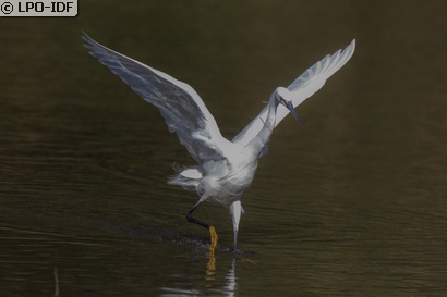 Aigrette garzette