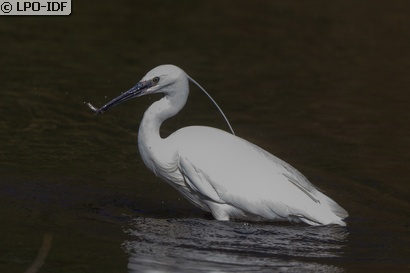 Aigrette garzette