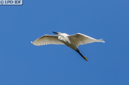 Aigrette garzette