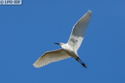 Aigrette garzette