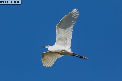 Aigrette garzette