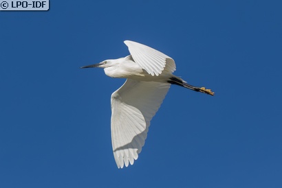Aigrette garzette