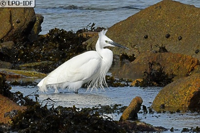 Aigrette garzette