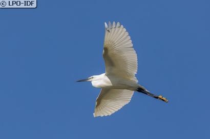 Aigrette garzette