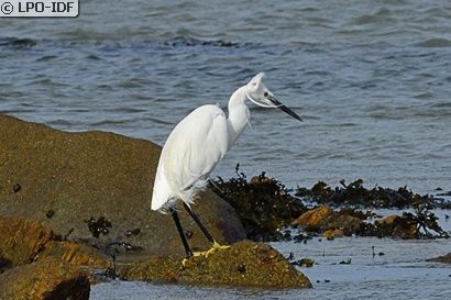 Aigrette garzette