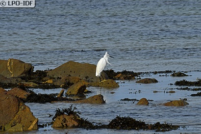 Aigrette garzette