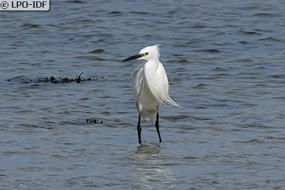 Aigrette garzette