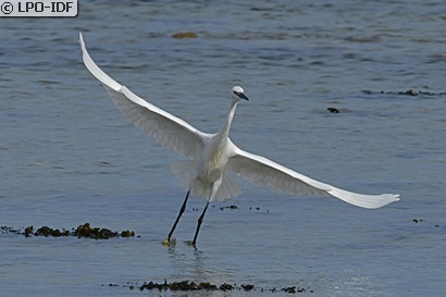 Aigrette garzette