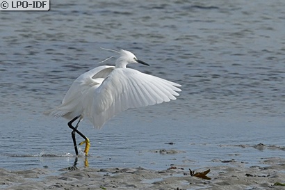 Aigrette garzette