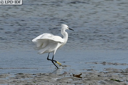 Aigrette garzette