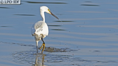 Aigrette garzette