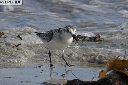 Bécasseau sanderling