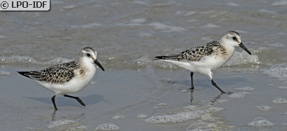 Bécasseau sanderling