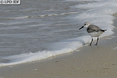 Bécasseau sanderling