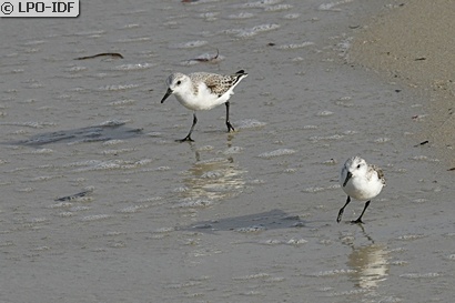 Bécasseau sanderling