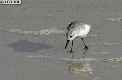 Bécasseau sanderling