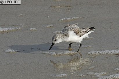Bécasseau sanderling