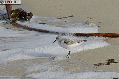 Bécasseau sanderling