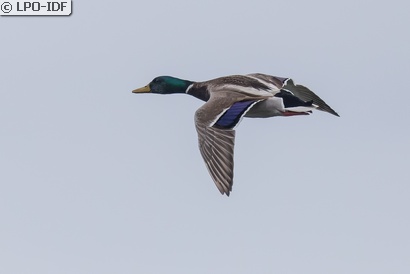Canard colvert