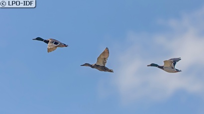 Canard colvert