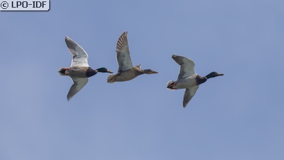 Canard colvert